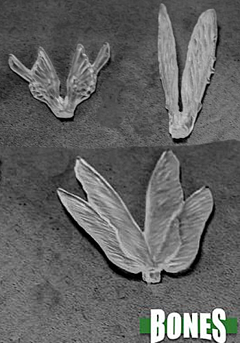 Transparent Wings - Plastic Miniatures